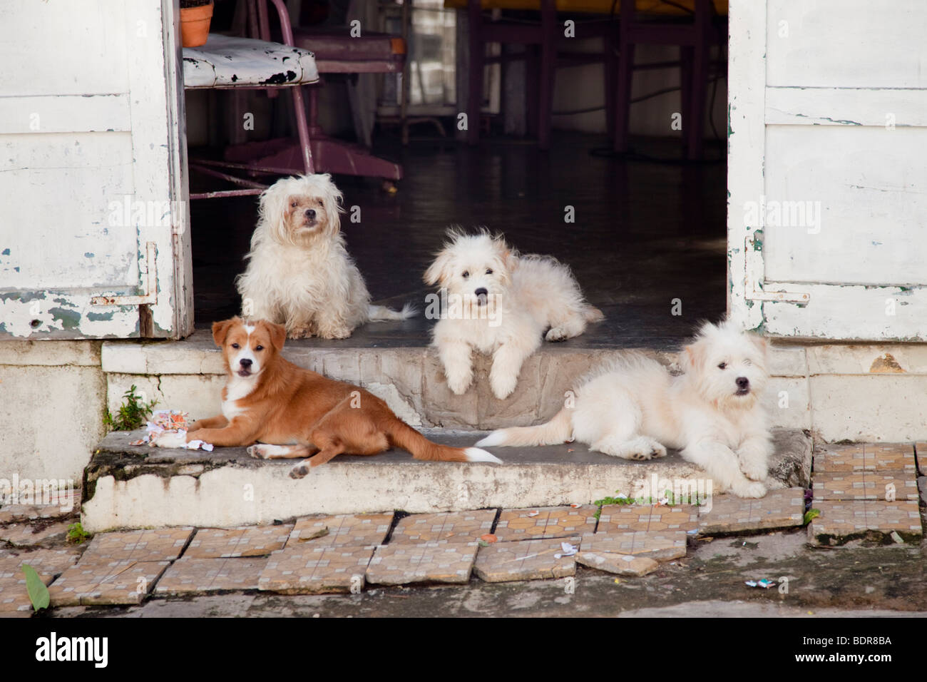 A posy of dogs on an asian street Stock Photo