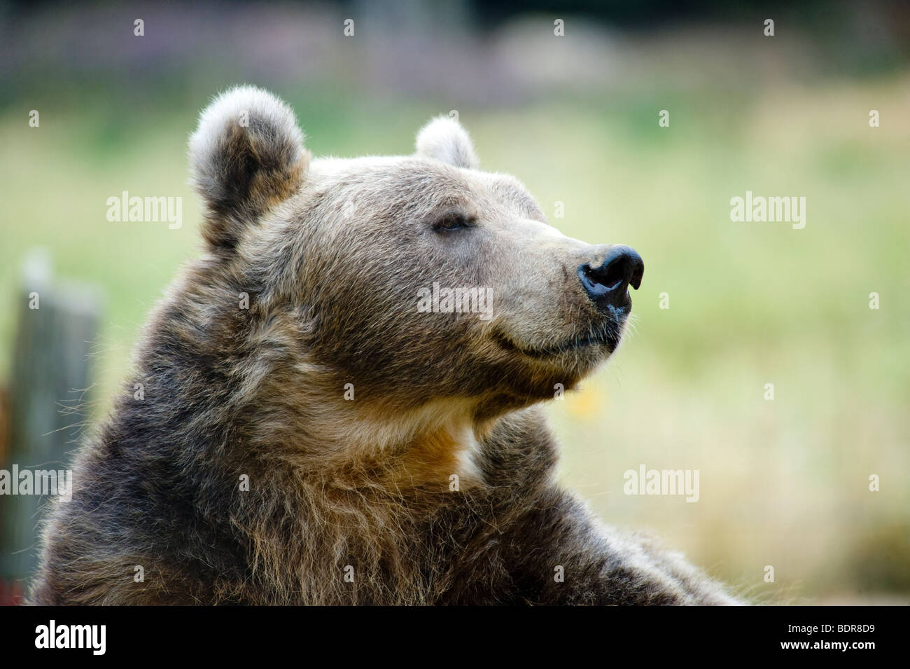 Captive Kodiak Bear at the Sequim Olympic Game Farm, Washington, USA Stock Photo