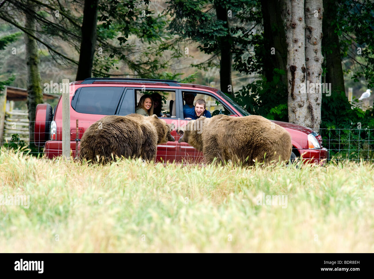 Captive male Kodiak Bears fighting in front of tourists at the Sequim Olympic Game Farm, Washington, USA Stock Photo