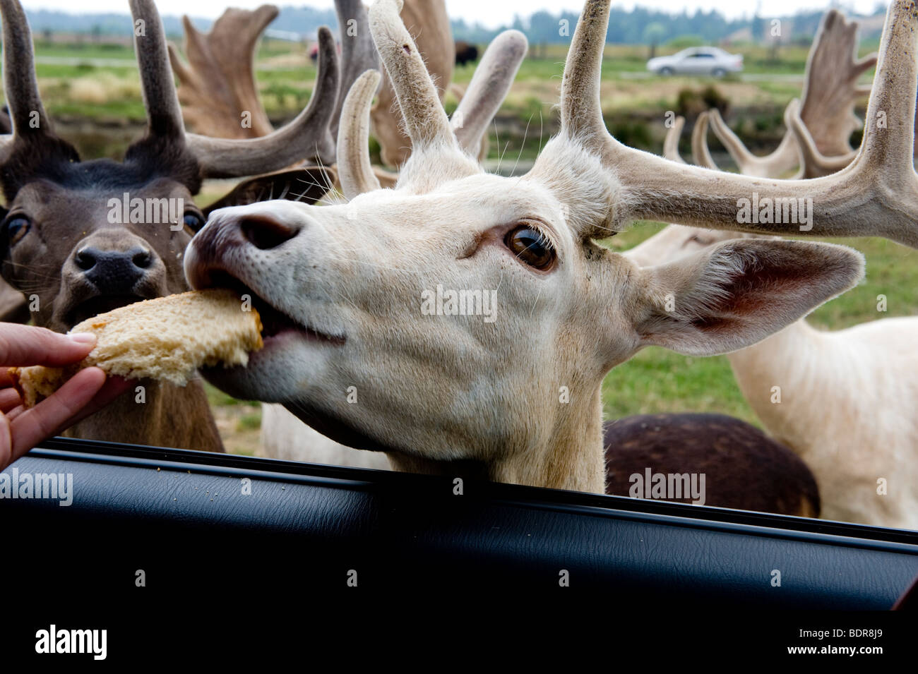 Captive Fallow Deer being fed from a car, Sequim Olympic Game Farm