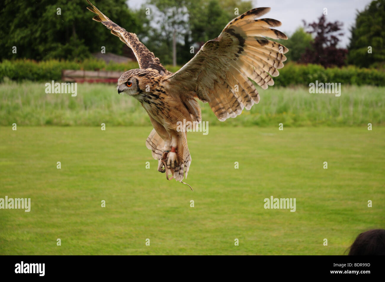 Eagle Owl Swooping Stock Photo