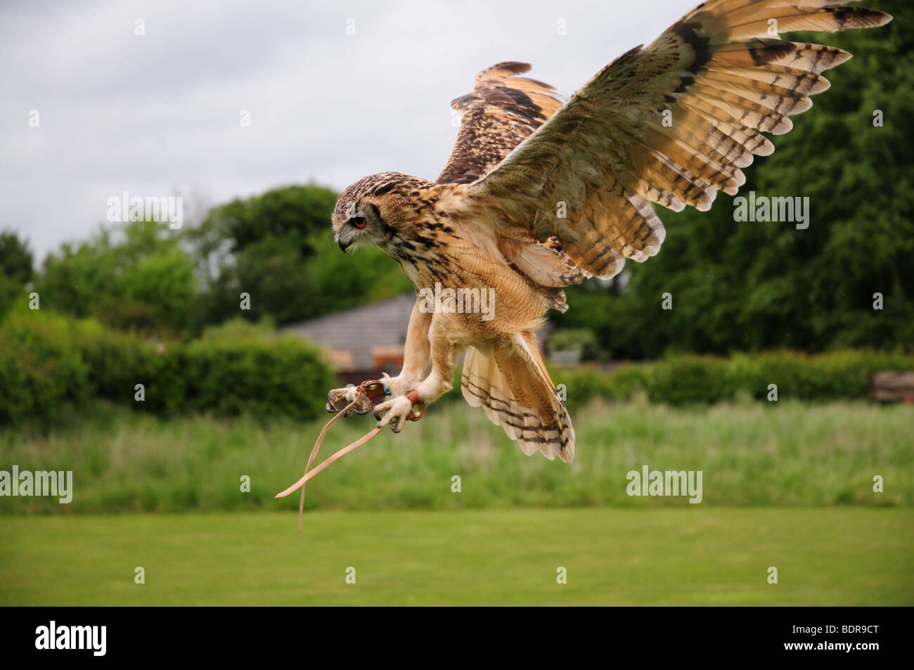 Eagle Owl Swooping Stock Photo
