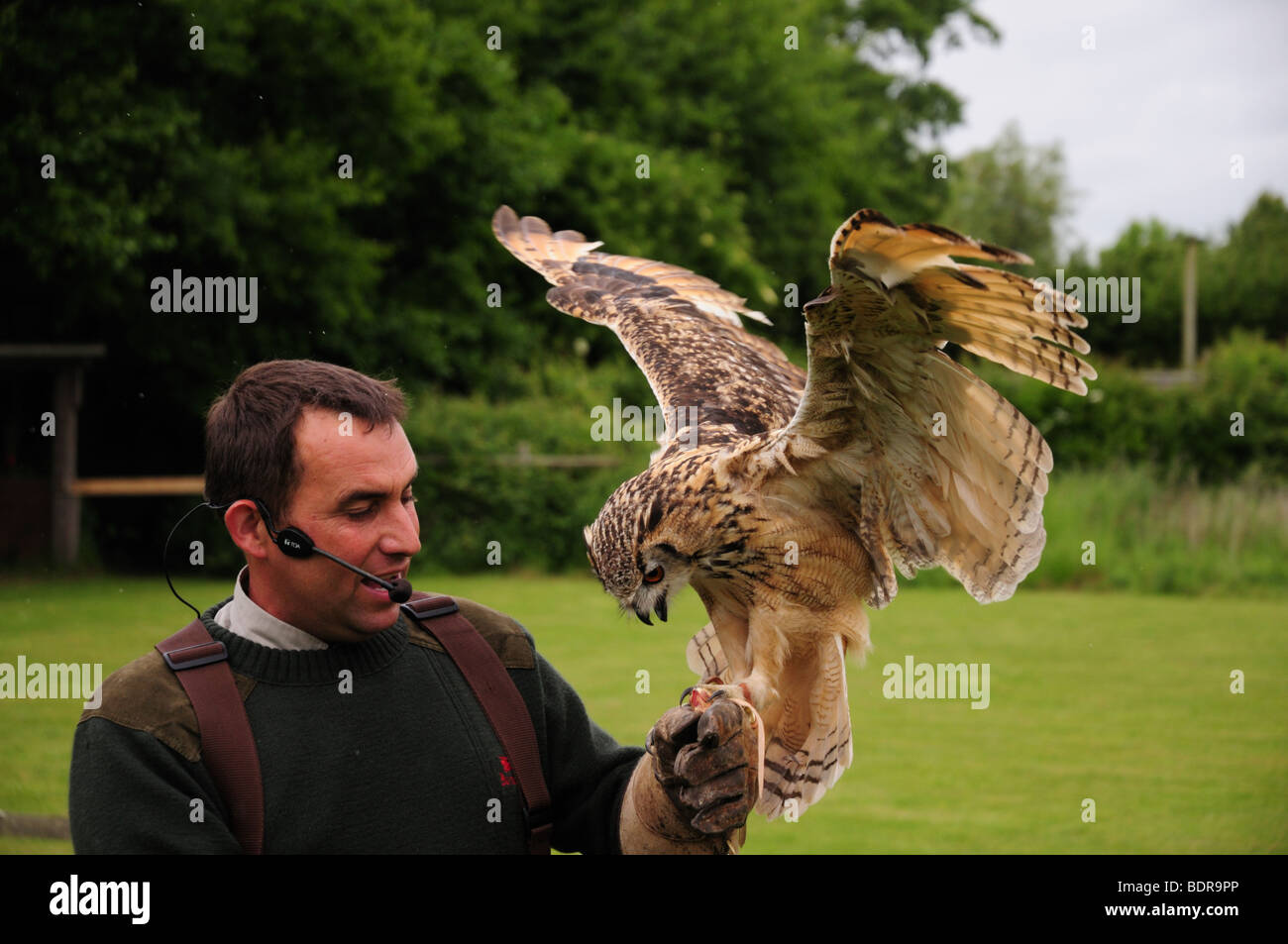 Handler with Eagle Owl Stock Photo