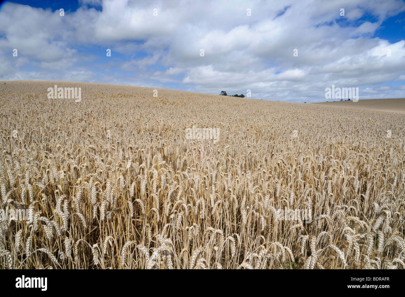 Wheat field ready for harvest in high summer with blue sky and white ...