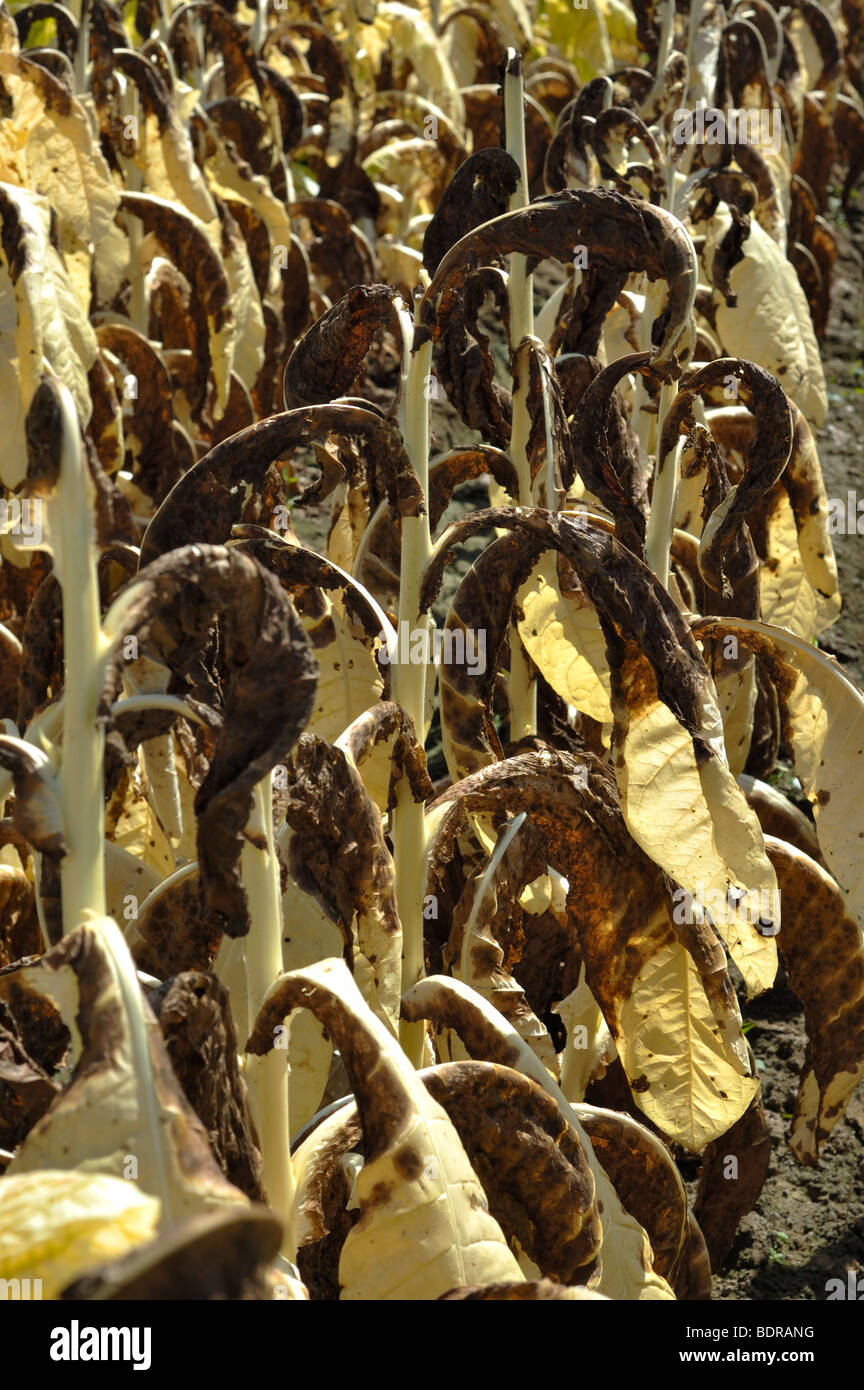 black watch tobacco Why is the Tobacco Collection so popular? – Panatime Watch Bands