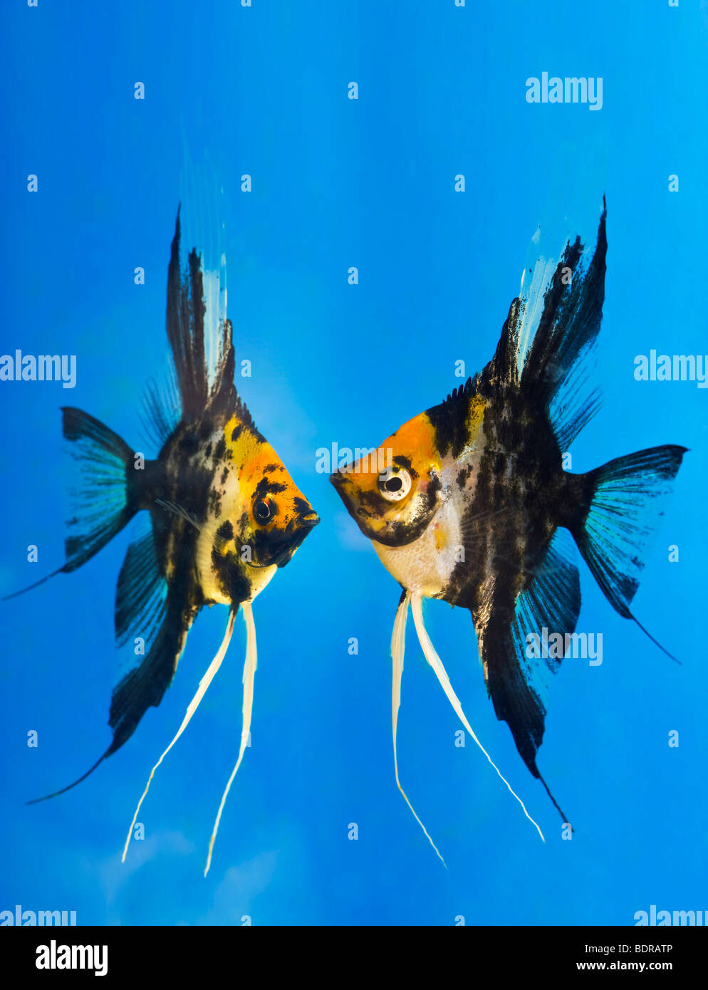 portrait of two coloured longfin angel fish scalare Pterophyllum scalare blue background orange black white silver fish title Stock Photo