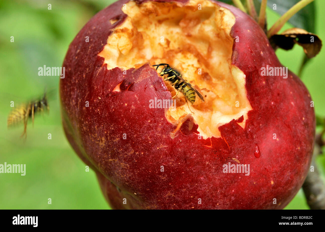Wasps eating apples Stock Photo Alamy