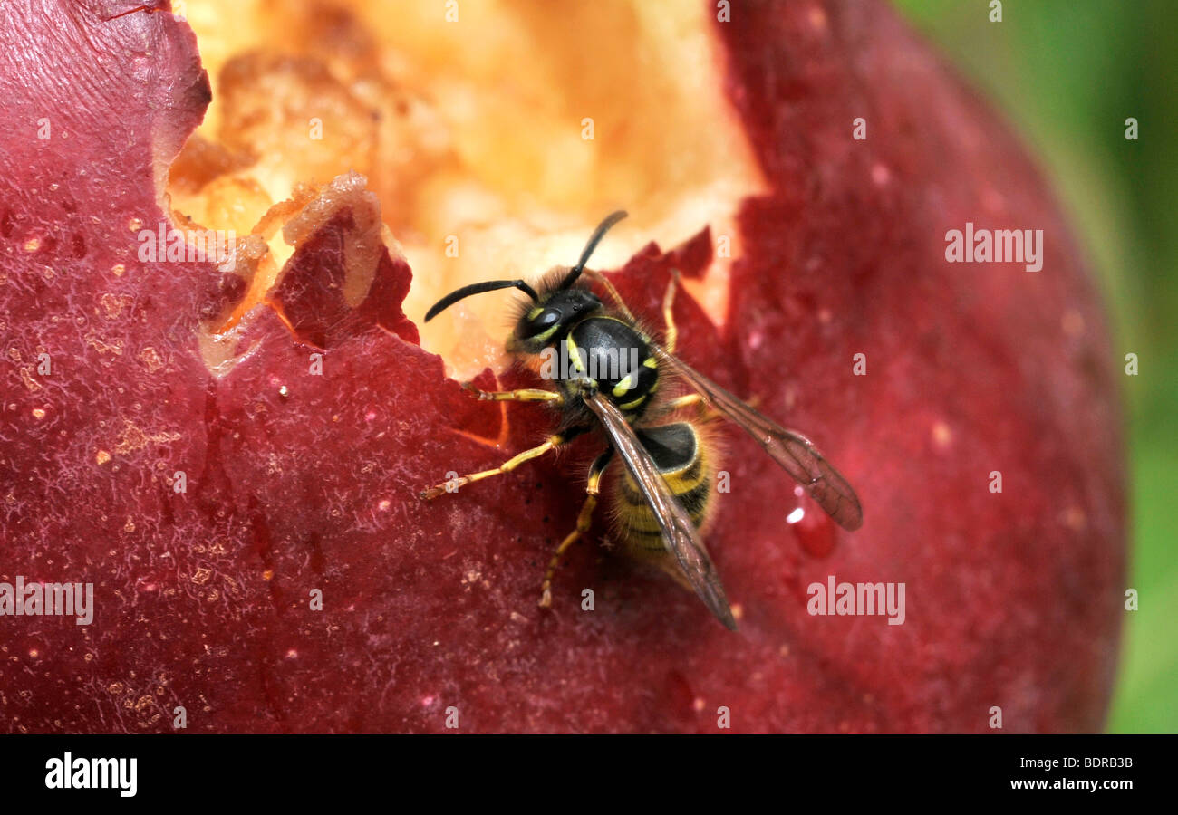 Wasps eating apples Stock Photo Alamy