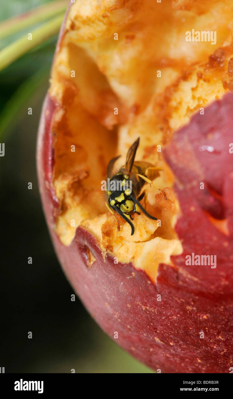 Wasps eating apples Stock Photo Alamy