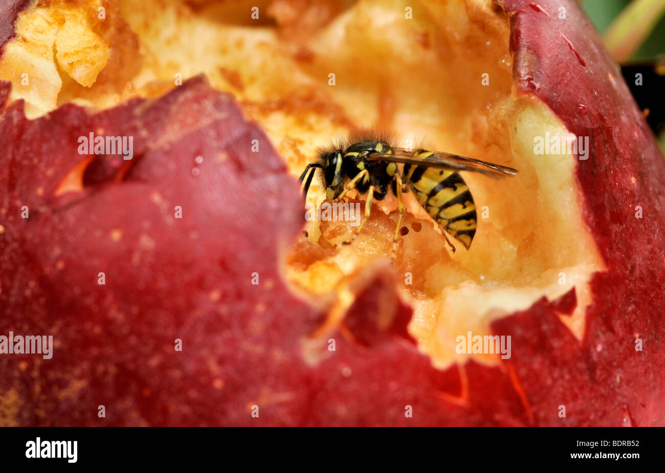 Wasps eating apples Stock Photo Alamy