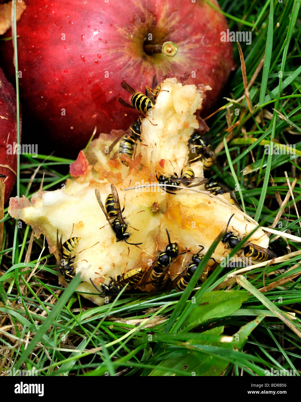 Wasps eating apples Stock Photo Alamy