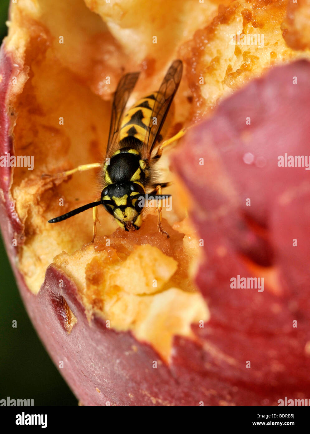 Wasps eating apples Stock Photo Alamy