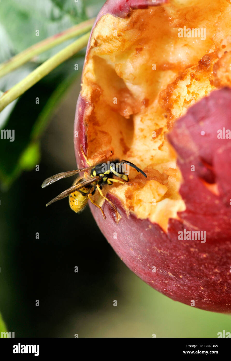 Wasps eating apples Stock Photo Alamy