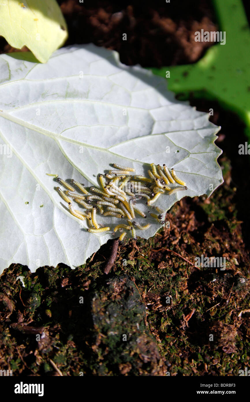 Larvae feeding hires stock photography and images Alamy