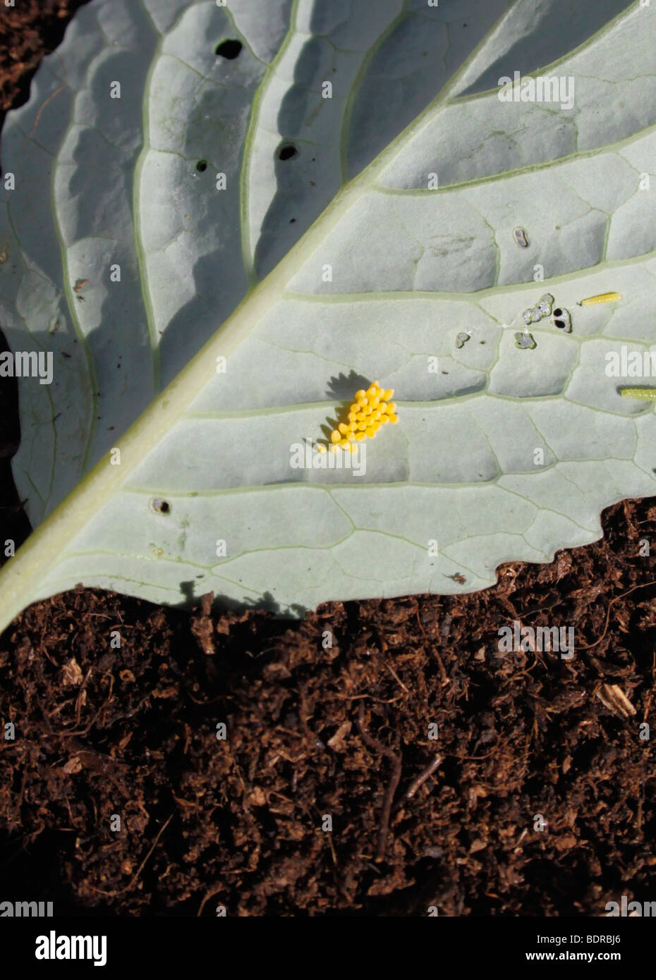 THE EGGS AND LARVAE OF PIERIS RAPAE. CABBAGE WHITE BUTTERFLY ON A