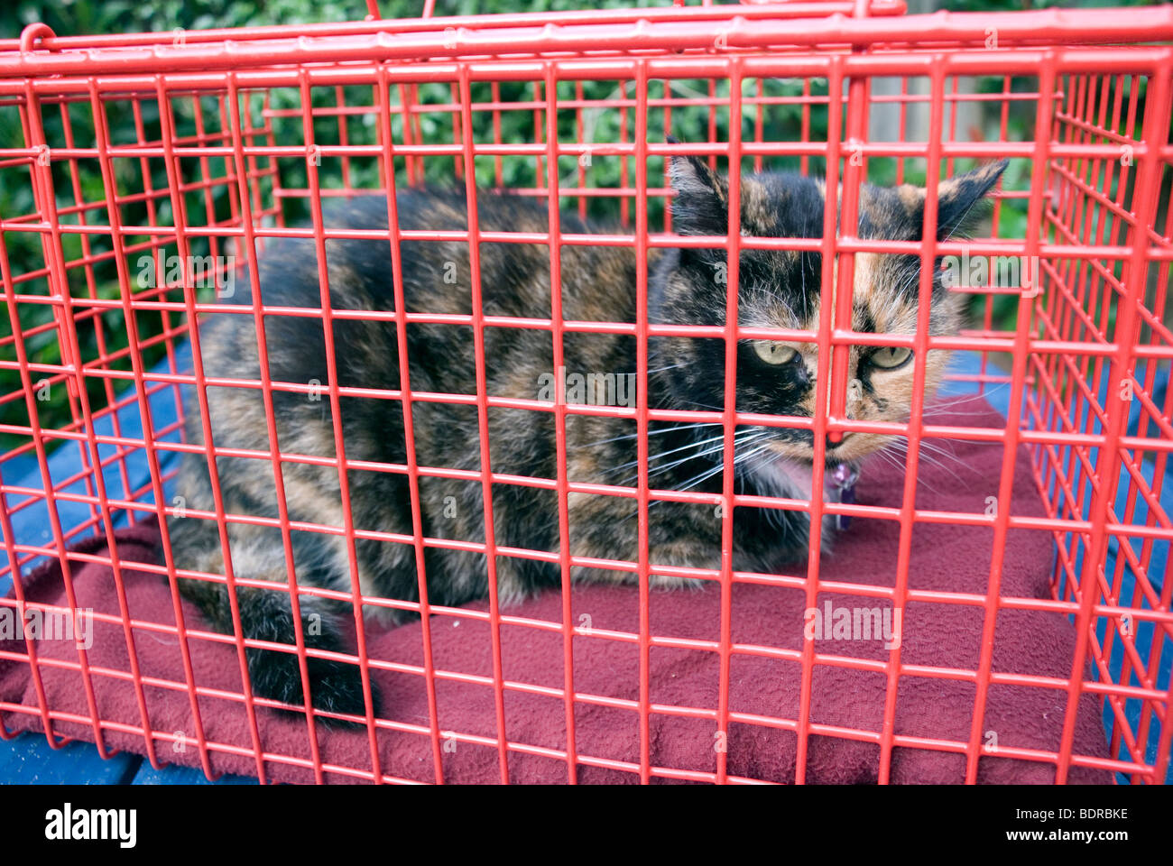 Cat in cage Stock Photo Alamy