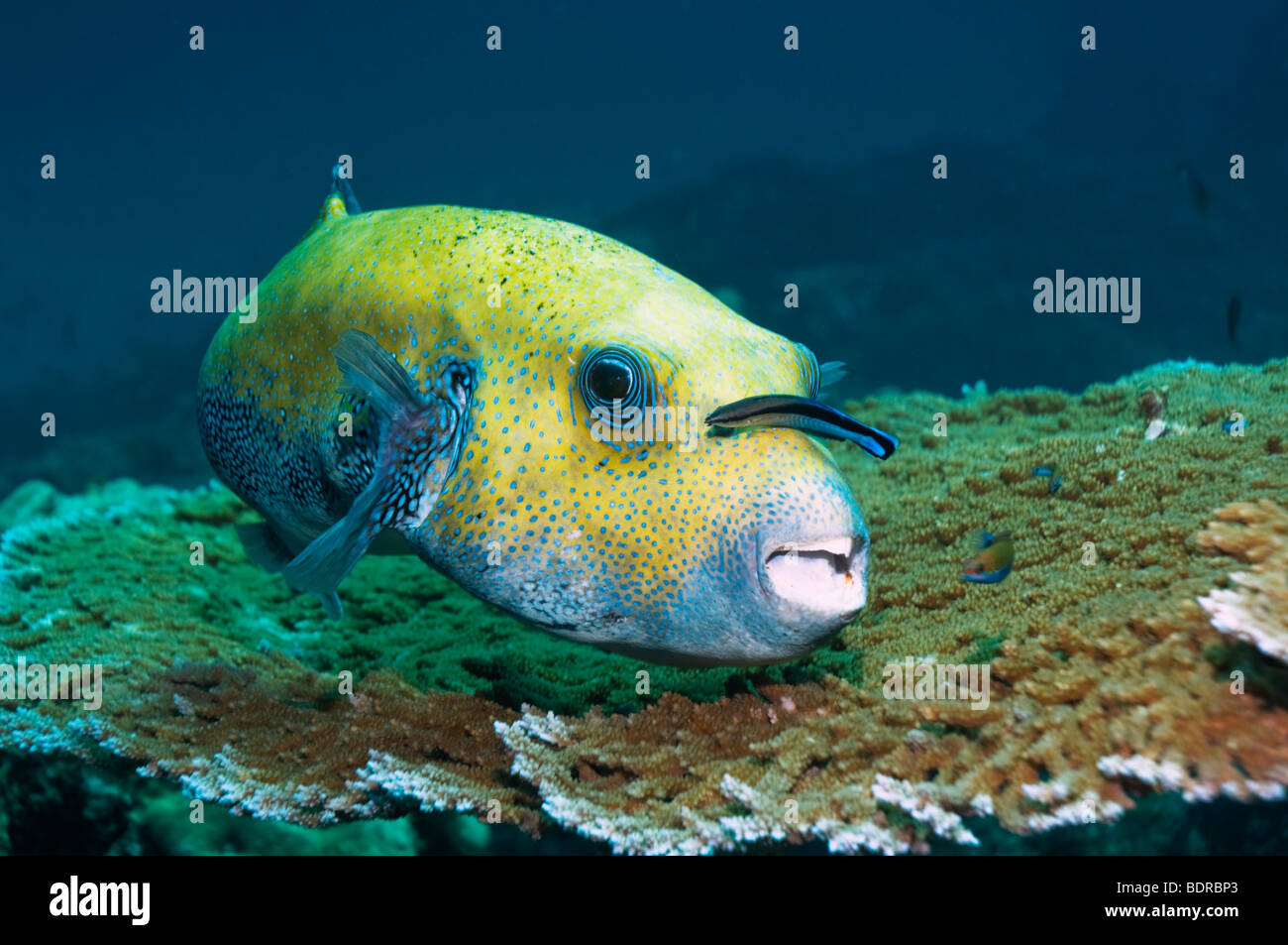 Star puffer (Arothron stellatus), being cleaned by a Bluestreak cleaner wrasse (Labroides dimidiatus). Andaman Sea, Thailand. Stock Photo