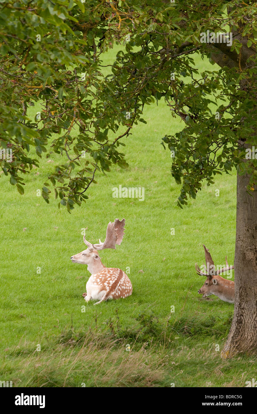 A fallow deer with palmate antlers lies beneath the branches of a tree. Stock Photo