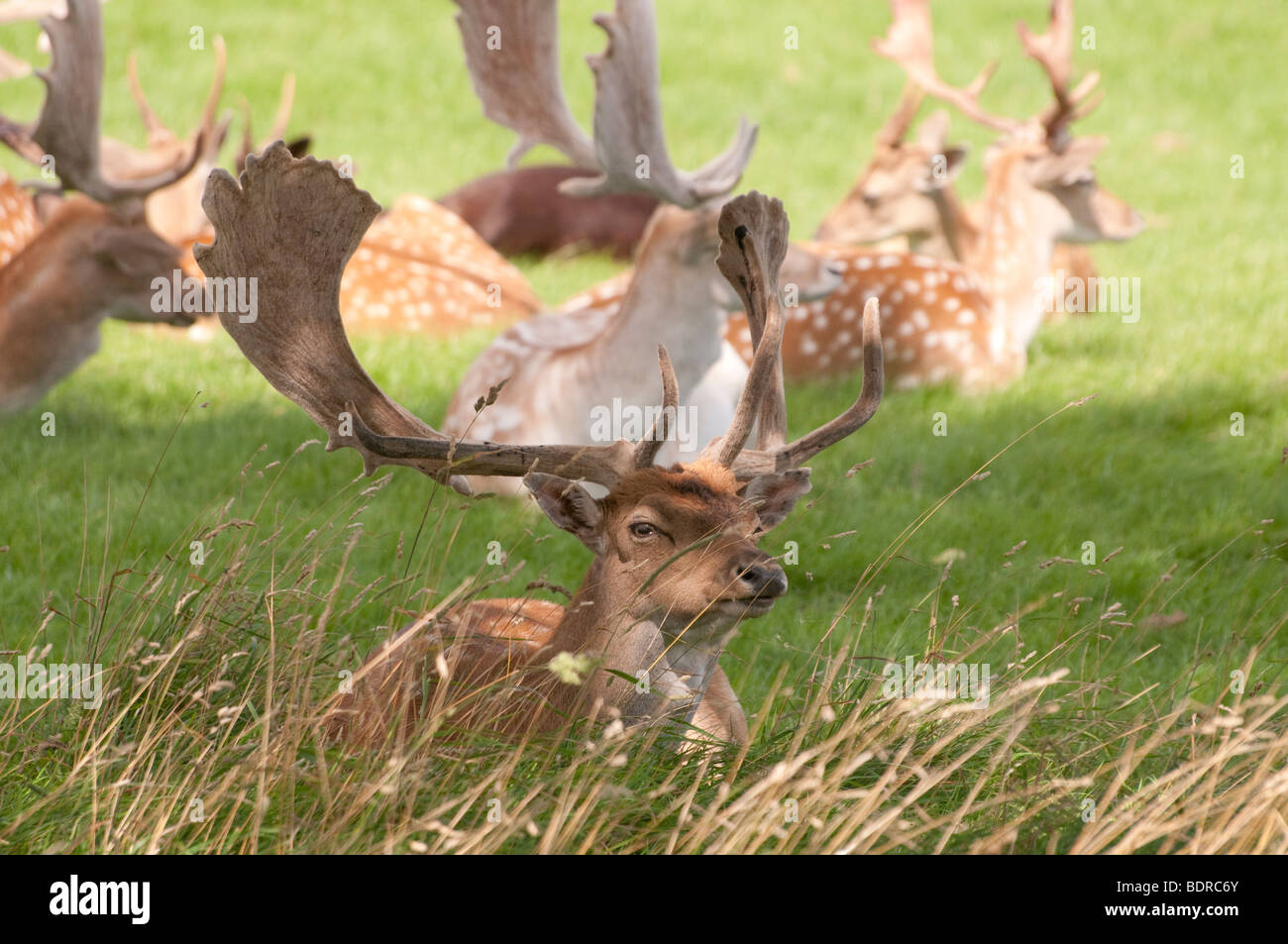 Impressive palmate antlers on a fallow deer lying in a field. Stock Photo