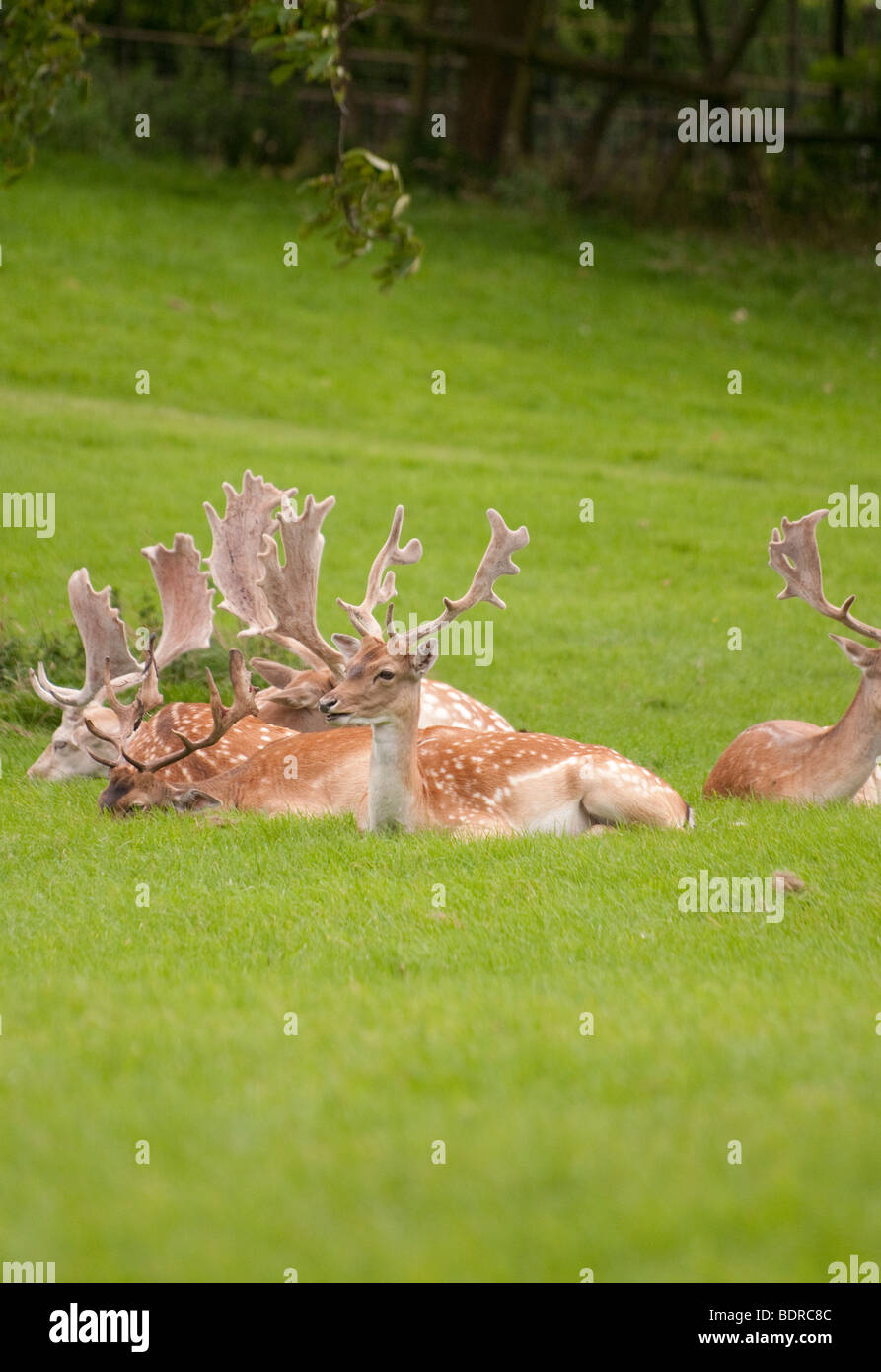 A group of male fallow deer, showing their (unique for the UK) palmate antlers, lying in a field. Stock Photo