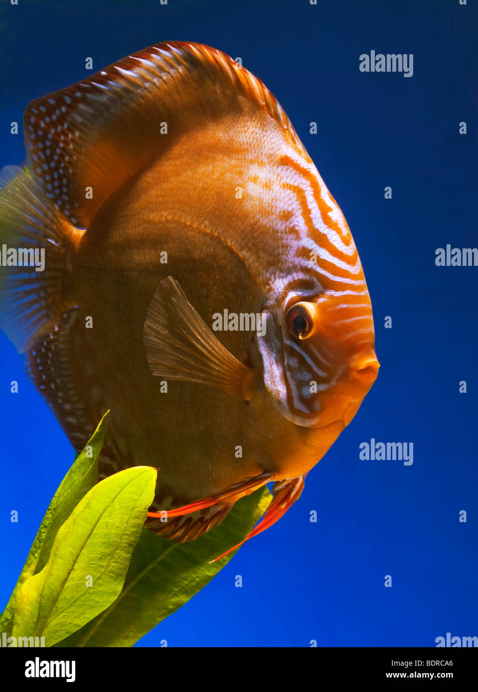 diskus stock photos diskus