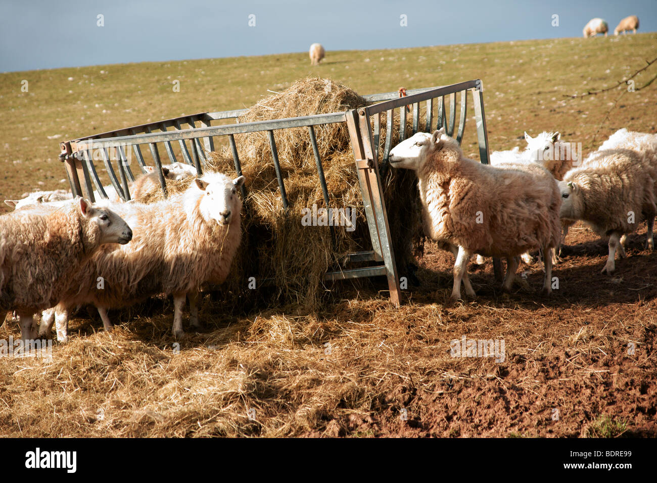 A flock of sheep in the Brecon Beacons National Park in South Wales ...