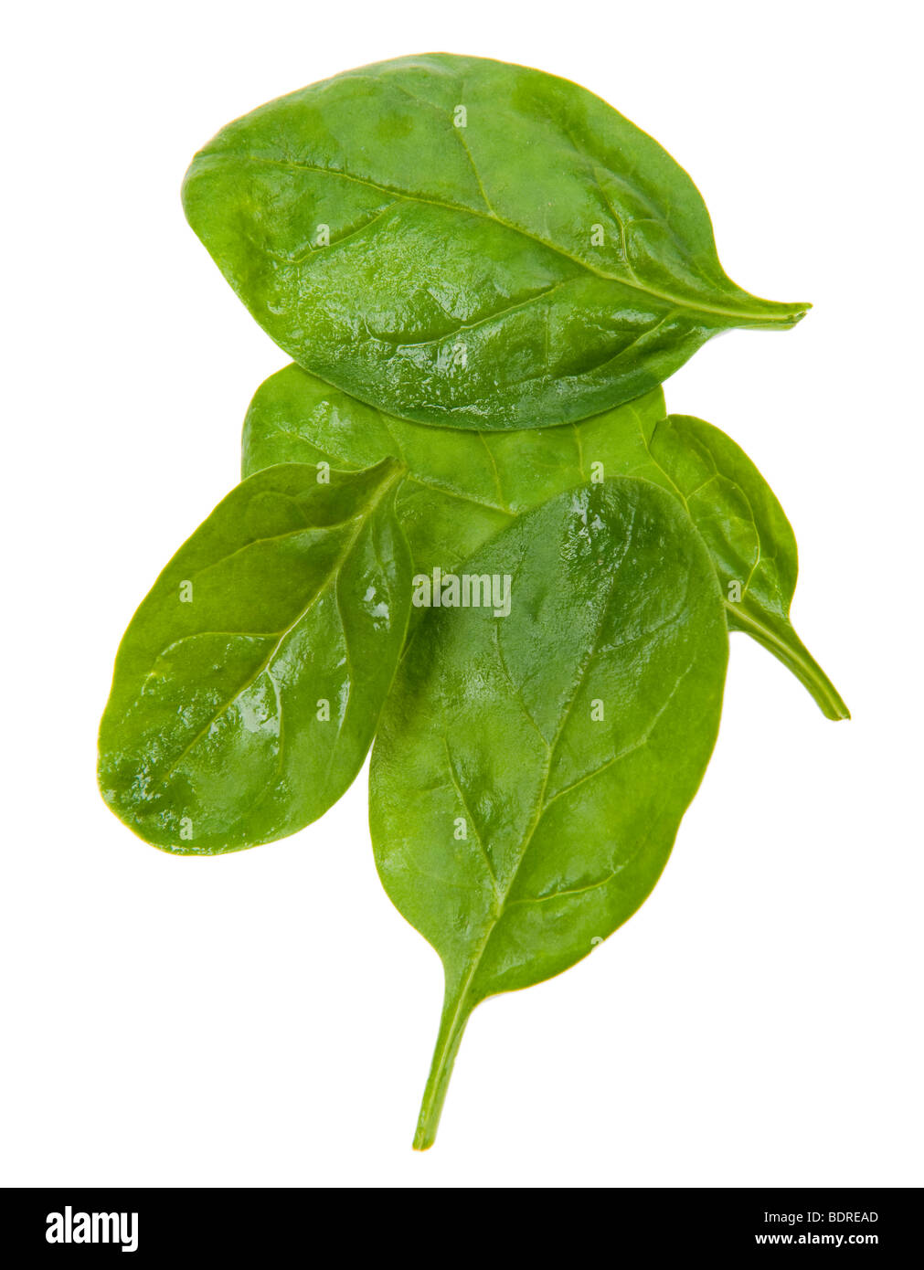 Spinach leaves hi-res stock photography and images - Alamy