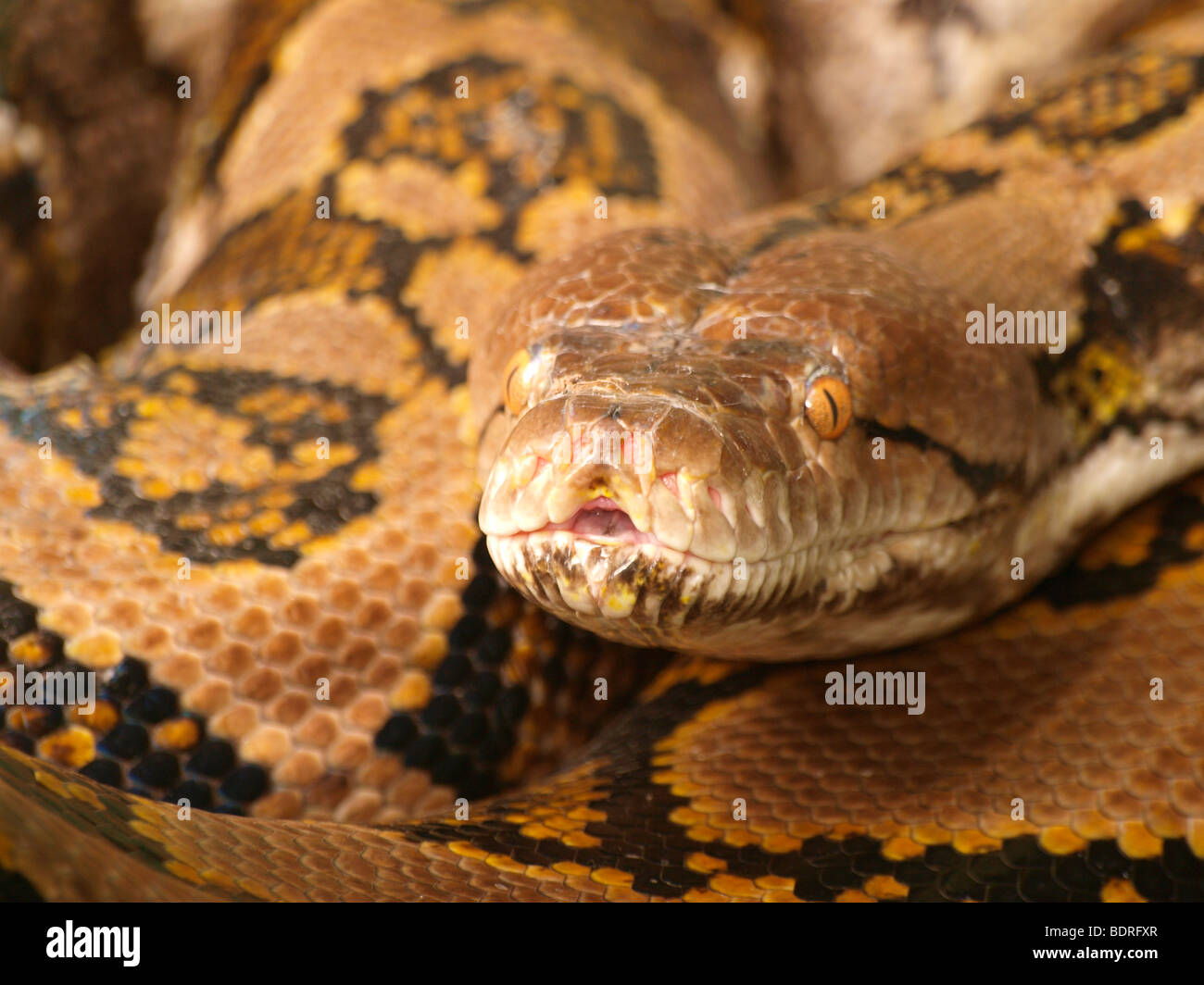 Close up of a Reticulated Python head Stock Photo - Alamy