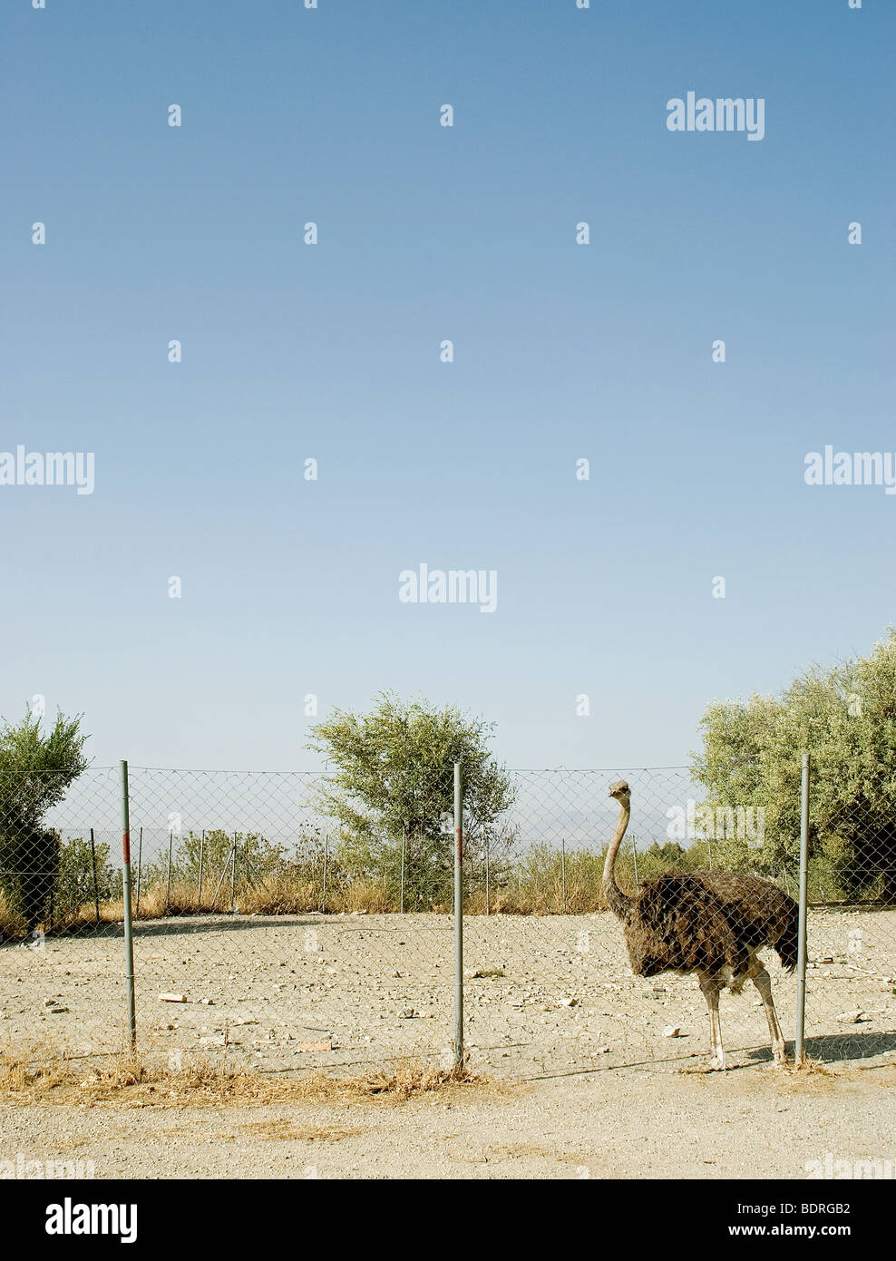 Emu standing behind a fence in Spain Stock Photo