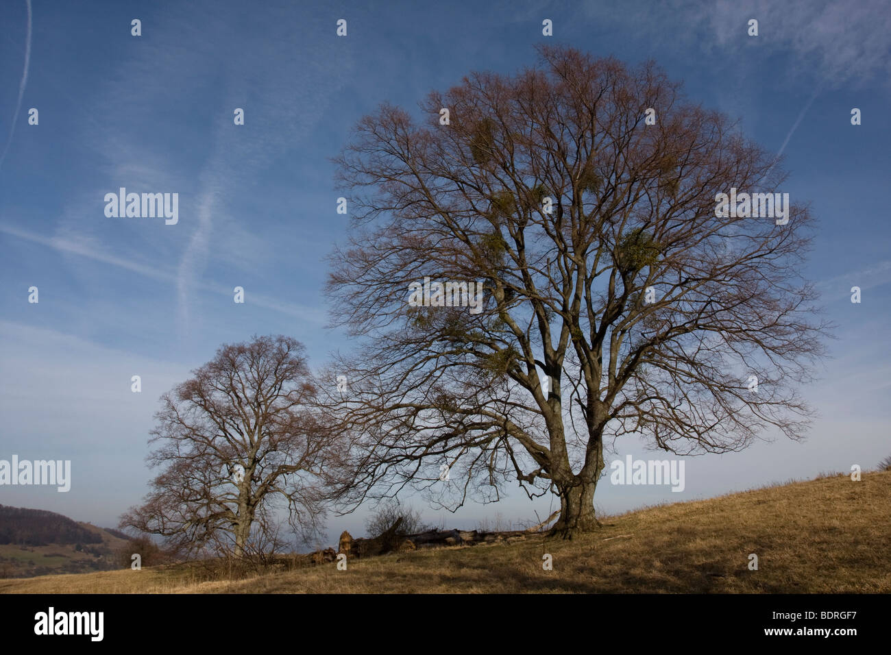 baum, baeume, misteln, Fruehling, teck, schwaebische alb, deutschland, tree, trees, mistletoes, spring, germany Stock Photo