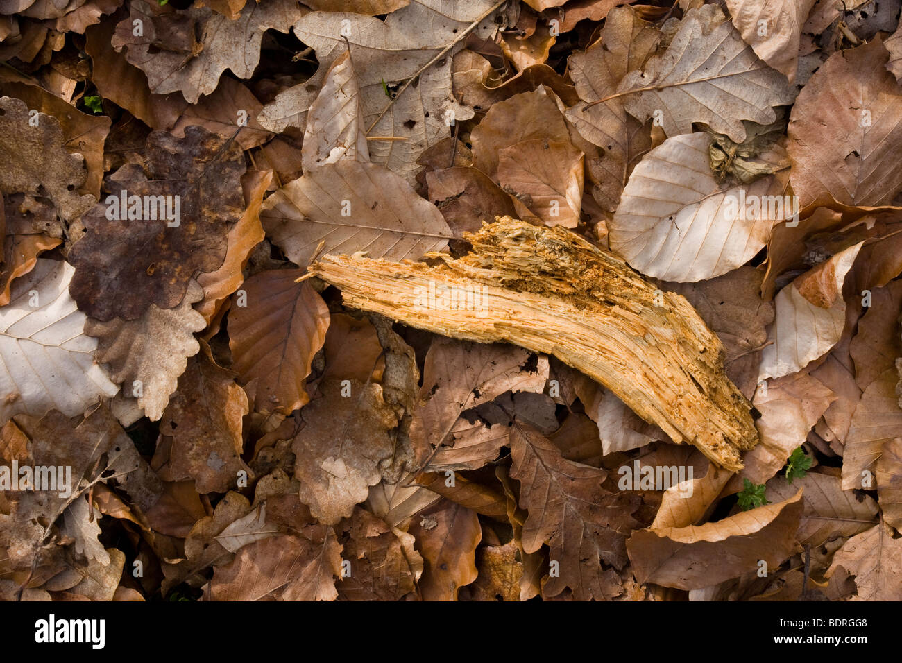 laub, blatt, blaetter,totes holz, herbst, leave, autumn Stock Photo