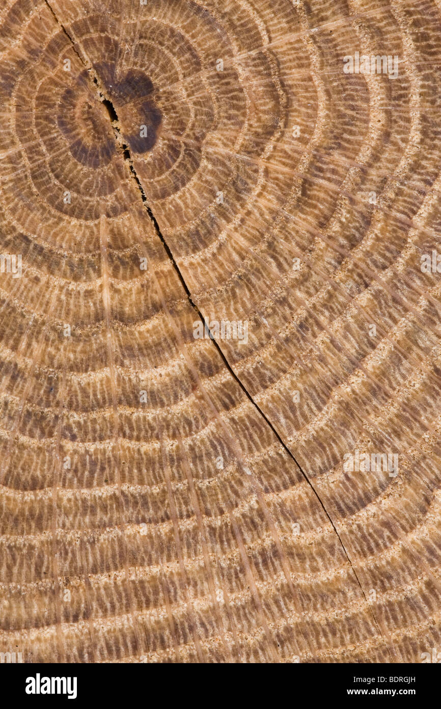Annual rings wood hires stock photography and images Alamy