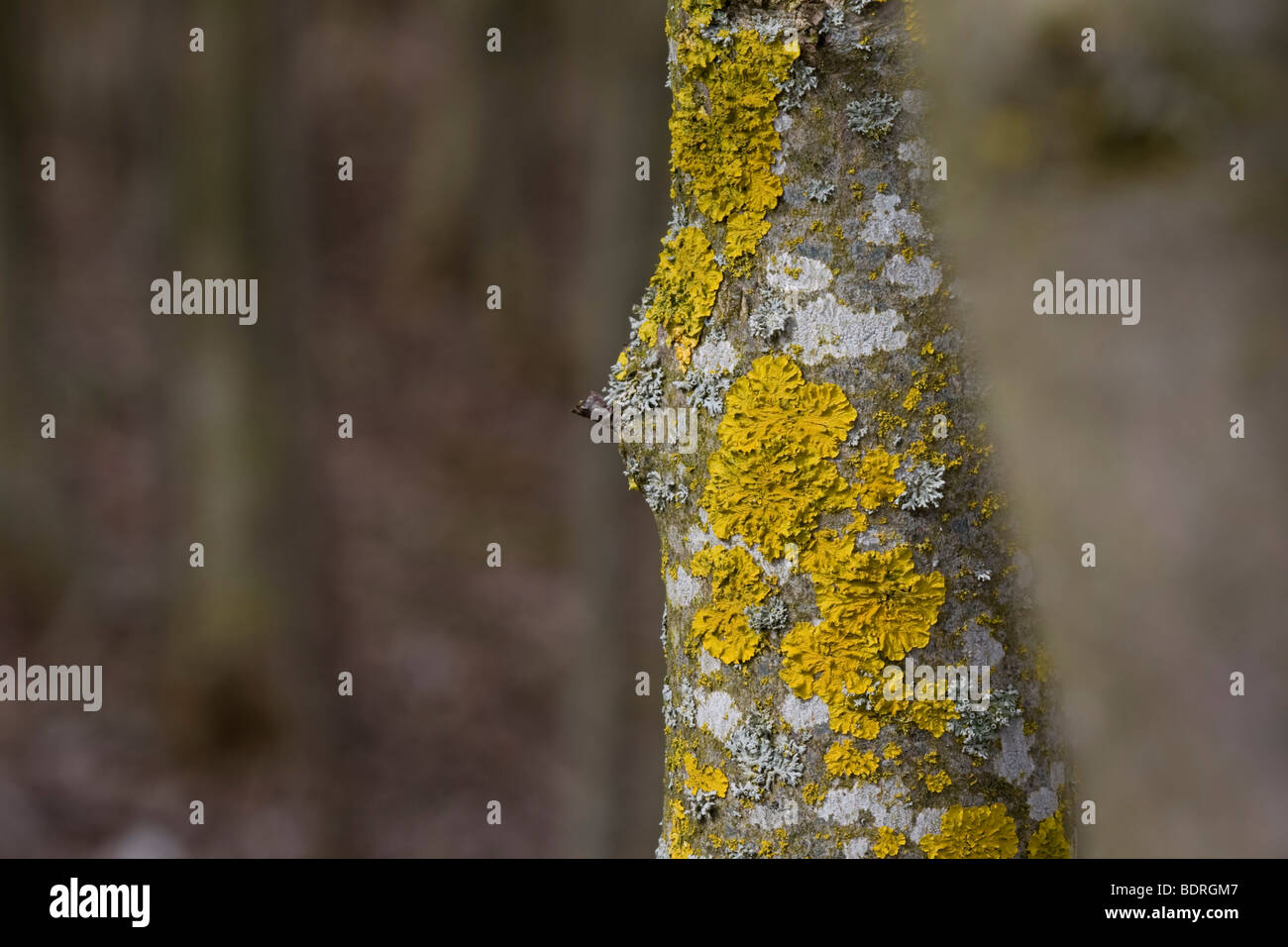 Detail eines Baumstammes mit Flechten im hintergrund weiter Staemme, lichens, tree-trunk Stock Photo