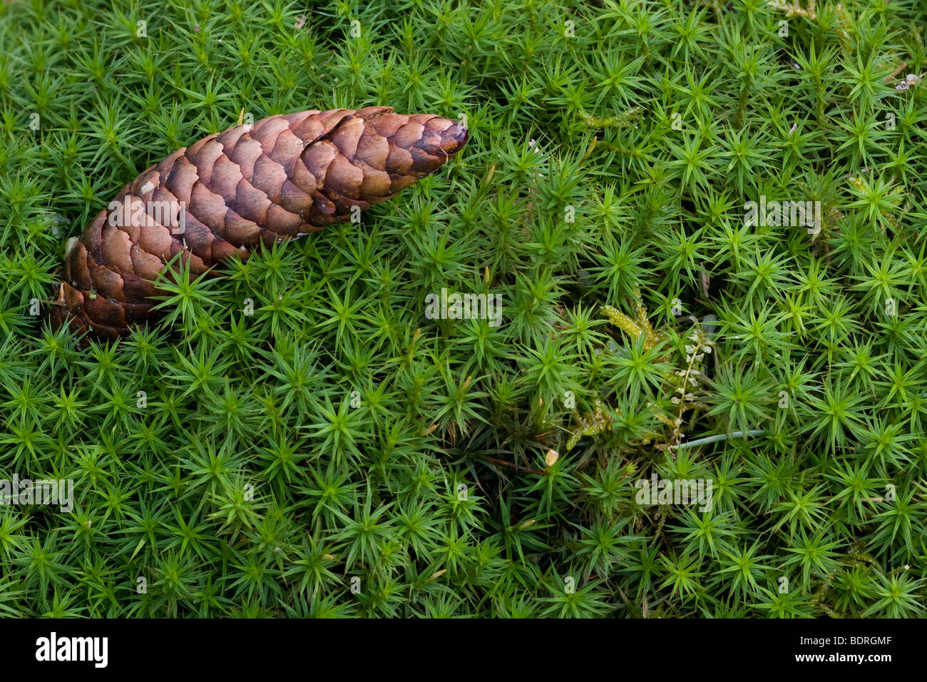 Tannenzapen auf Moos, fir cone, moss Stock Photo