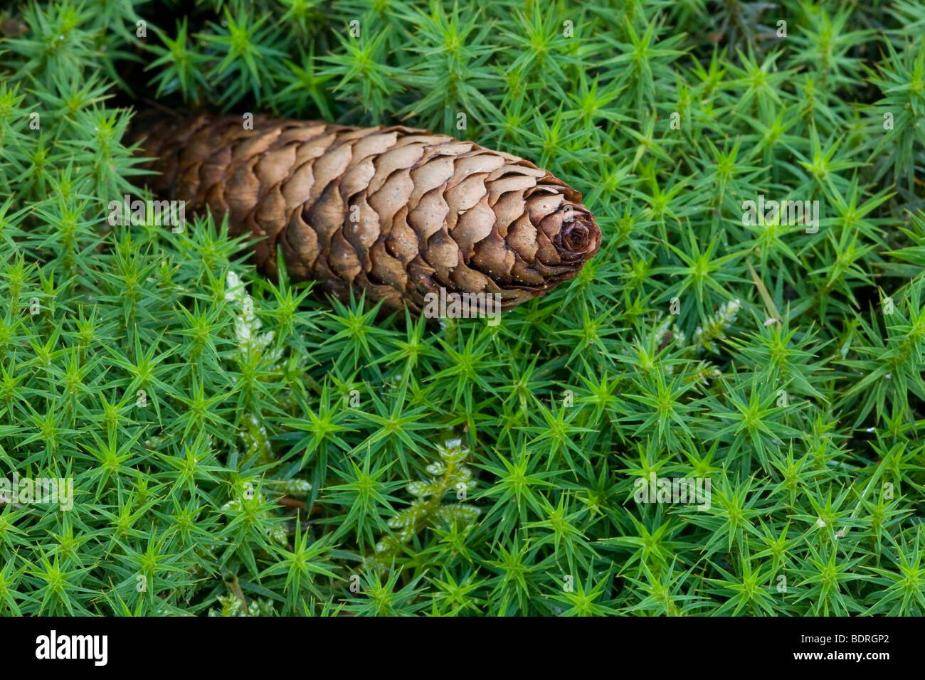 Tannenzapfen auf Moos, fir cone, moss Stock Photo