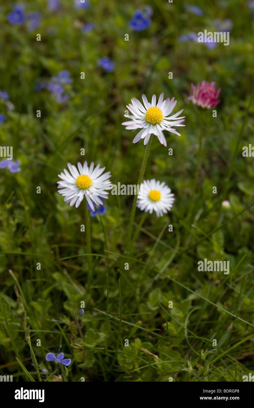 Wiese mit Gaensebluemchen, bellis perennis, common daisy Stock Photo