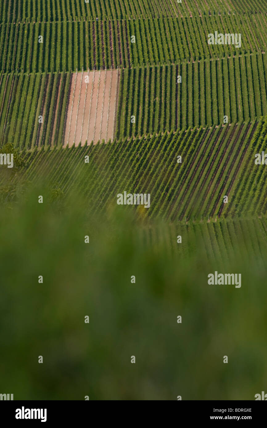 vineyards at stetten,  Baden Wuettemberg, germany, Weinberge bei Stetten, deutschland, vineyard, germany Stock Photo