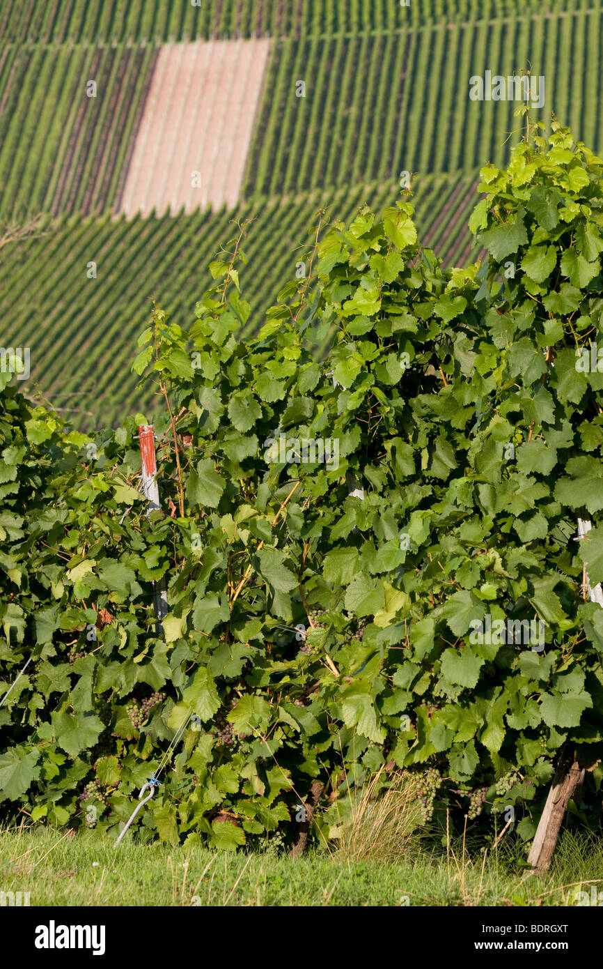 vineyards at stetten,  Baden Wuettemberg, germany, Weinberge bei Stetten, deutschland, vineyard, germany Stock Photo