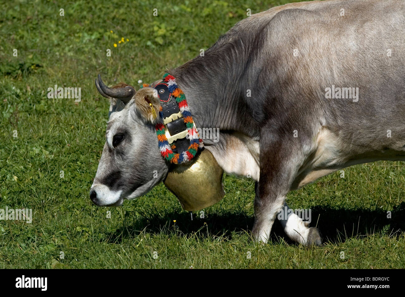 Hausrind (Bos taurus) Allg uer Grauvieh mit Kuhglocke auf Weide, Allg u, Bayern, Deutschland, Germany Stock Photo