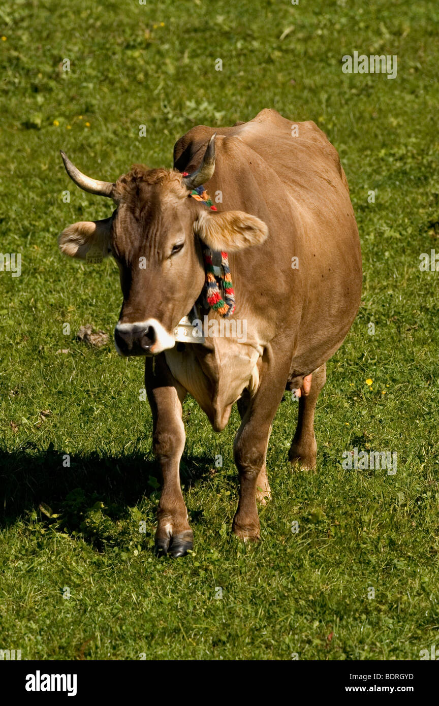 Hausrind (Bos taurus) Allg uer Braunviehkuh mit Kuhglocke auf Weide, Allg u, Bayern, Deutschland, Germany Stock Photo