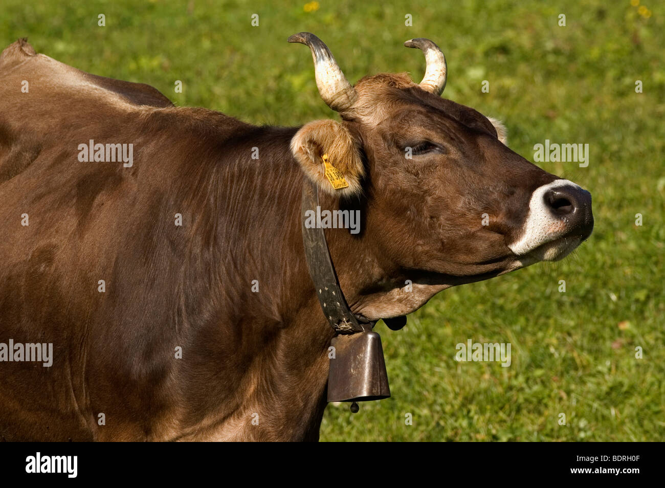 Hausrind (Bos taurus) Allg uer Braunviehkuh mit Kuhglocke auf Weide, Allg u, Bayern, Deutschland, Germany Stock Photo