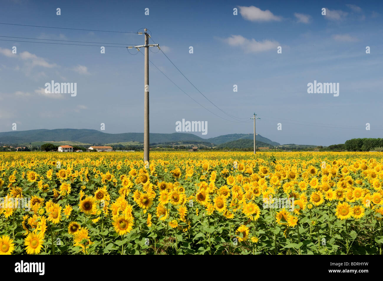 sunflowers in Tuscany, Italy Stock Photo - Alamy