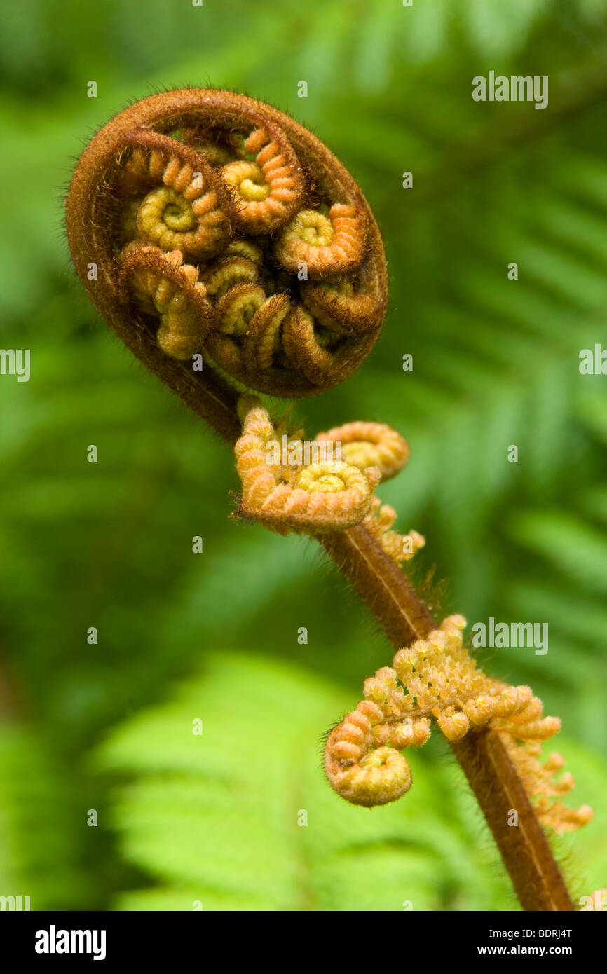 Tree Fern, Cyathea sp., Dicksonia sp.unfurling leave of a tree fern Stock Photo