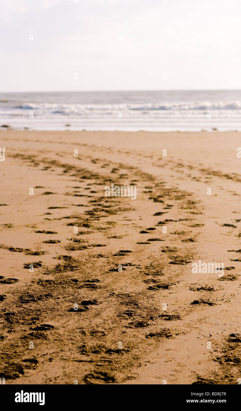 Horses hoof marks in the sand on a beach after a hack. Stock Photo