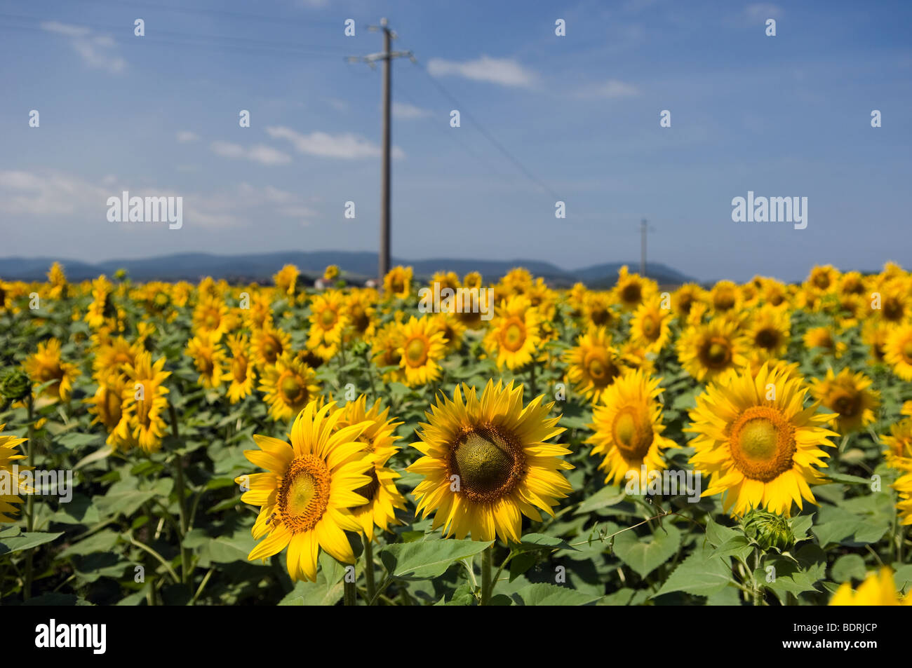 Ground sunflower seeds hires stock photography and images Alamy