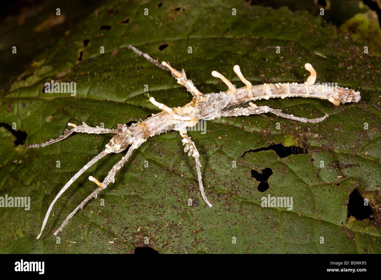 Stick insect parasitized by Cordyceps fungus Stock Photo