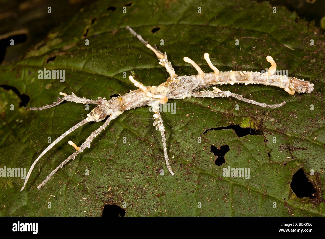 Stick insect parasitized by Cordiceps fungus Stock Photo