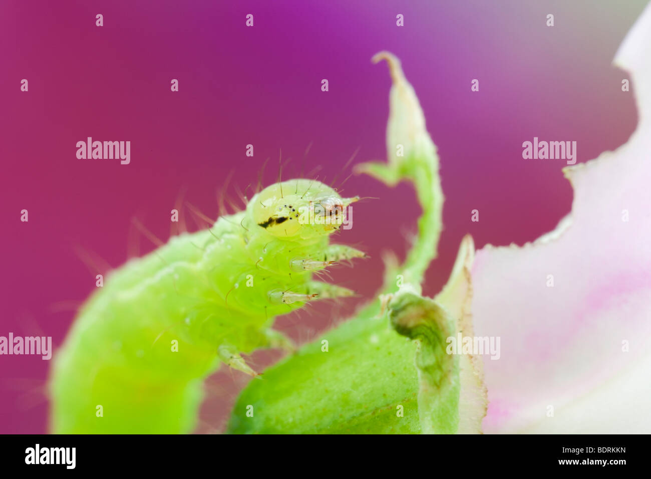 Britain UK. Green Looper caterpillar feeding on a Sweet Pea flower in macro close-up Stock Photo