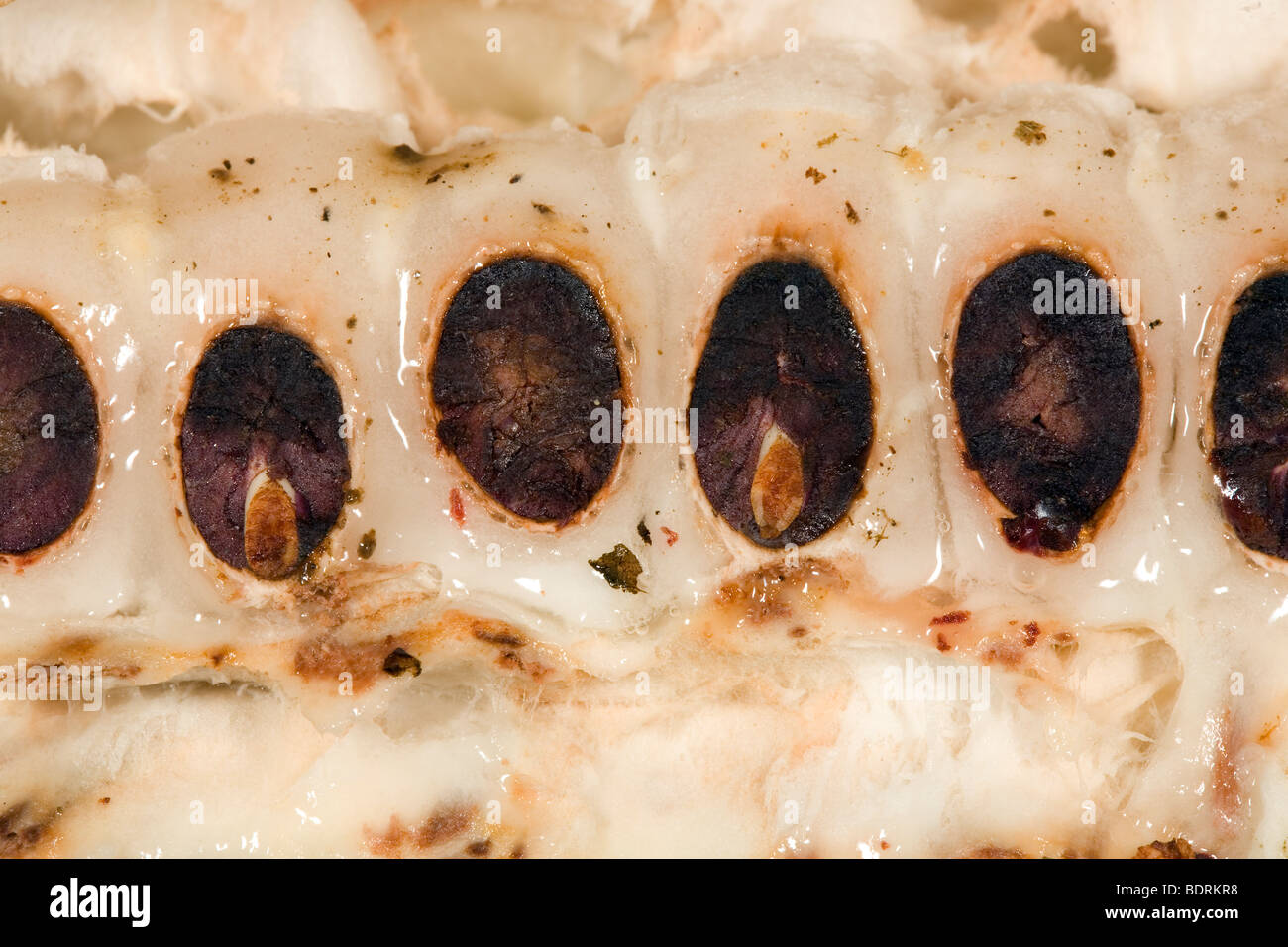 opened cocoa pod showing beans inside Stock Photo