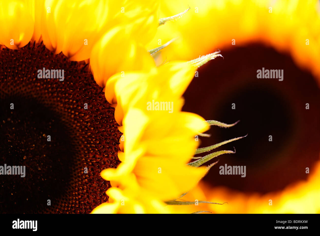 striking impressive sunflower heads - fine art photography Jane-Ann Butler Photography JABP584 Stock Photo